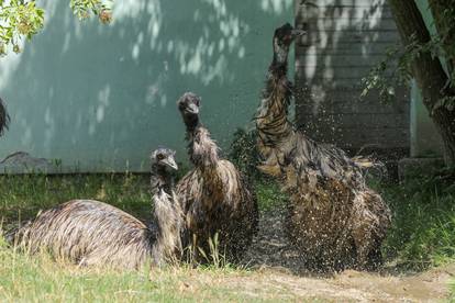 Stanovnicima osječkog Zoološkog vrta stigla su ledena osvježenja