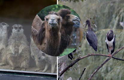 Parovi ZOO vrta ne skrivaju da se vole: '10 godina su zajedno'