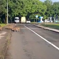 VIDEO Grupica divljih svinja i dalje šeta po Prečkom: 'Prešle su ceste i ušle u dječji parkić'