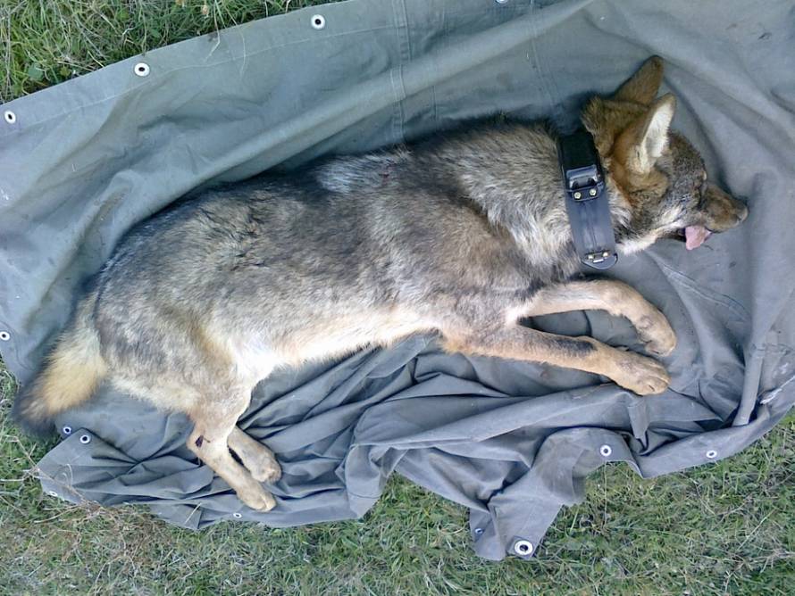 Goran Šimac/Večernj list