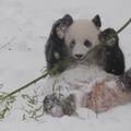 VIDEO Kakva sreća! Preslatka panda uživa u snijegu, valja se