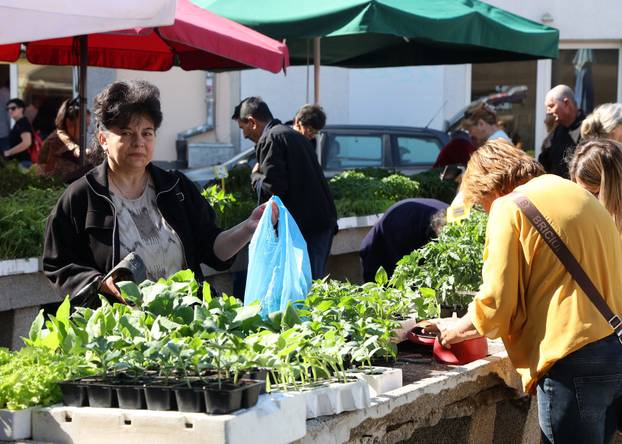 Šibenik: Bogata ponuda sadnica raznog povr?a