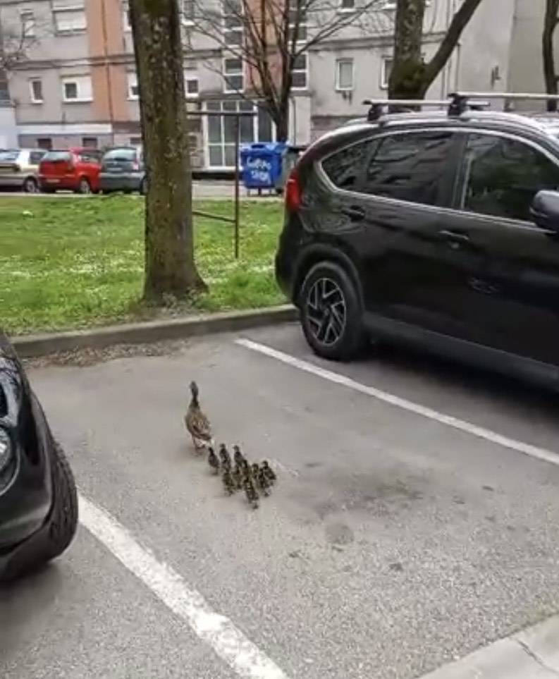 VIDEO Mama patka prošetala sa pačićima zagrebačkim kvartom