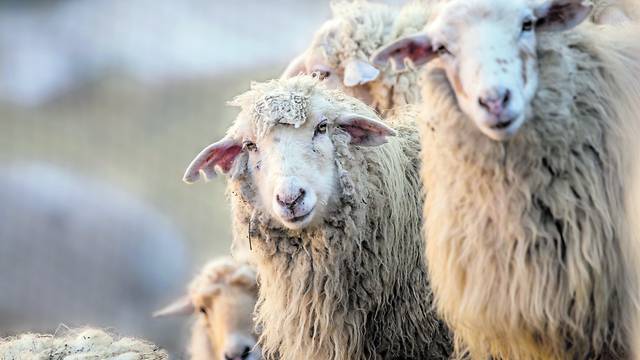 Ovce umjesto trave pojele 100 kg kanabisa: 'Kad sam ušao u štalu imao sam što za vidjeti...'