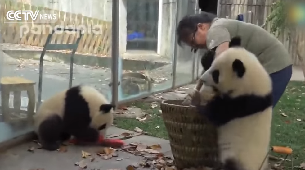 Preslatko tvrdoglave pande priuštile su joj tisuću muka