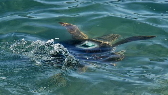 Pula: Dvije glavate želve, Mery Fisher i Zoki, puštene u more