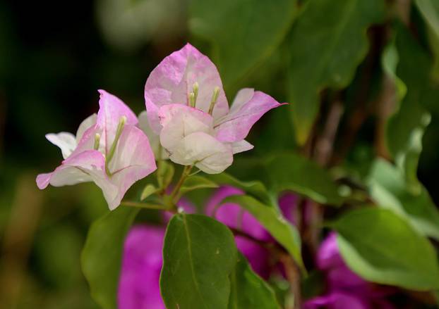 Split: Denis Bojčić, kolekcionar bugenvila