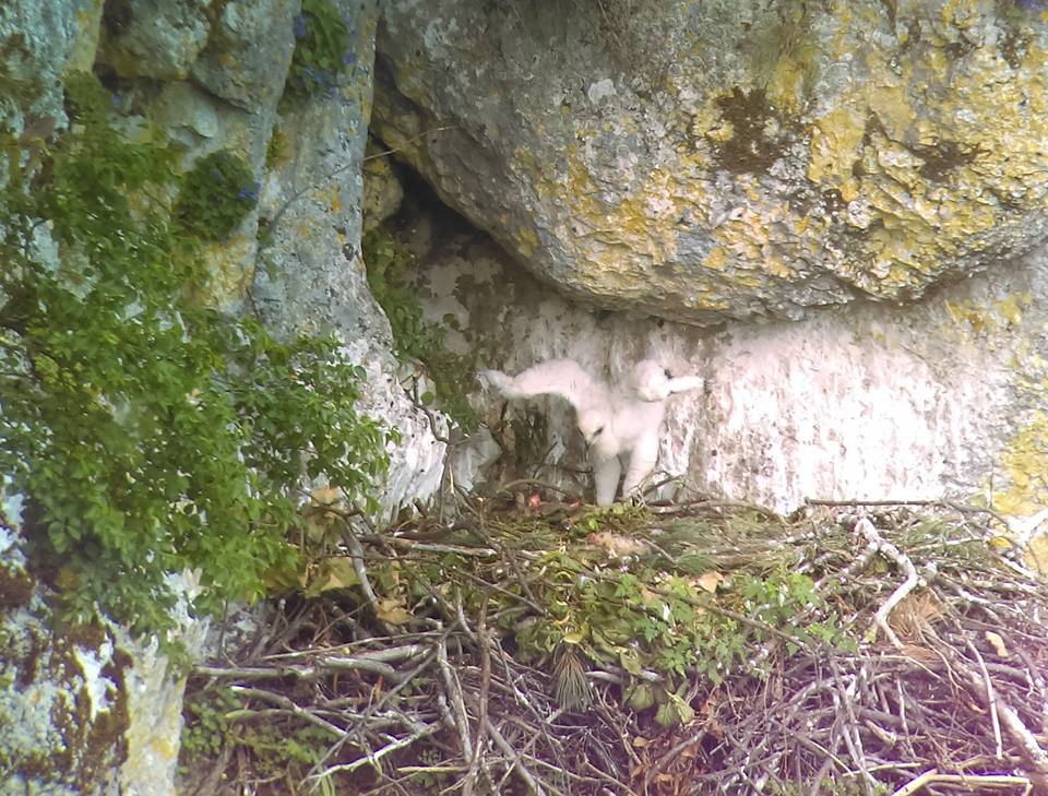 Park prirode Učka dobio novog stanara -  malenog surog orla