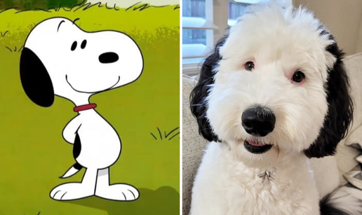 Snoopy, jesi li to ti? Pas Bayley postao prava internet zvijezda