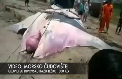 Morsko čudovište: Ulovili su divovsku ražu tešku 1000 kg