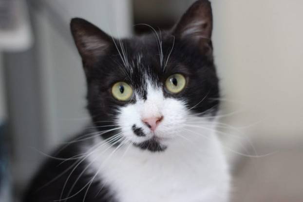 Udomite ih! Ove slatke mace u Noinoj Arci osvojit će vaša srca