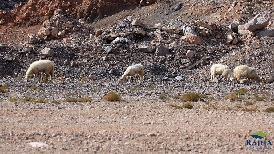 Frajer putuje s magarcem