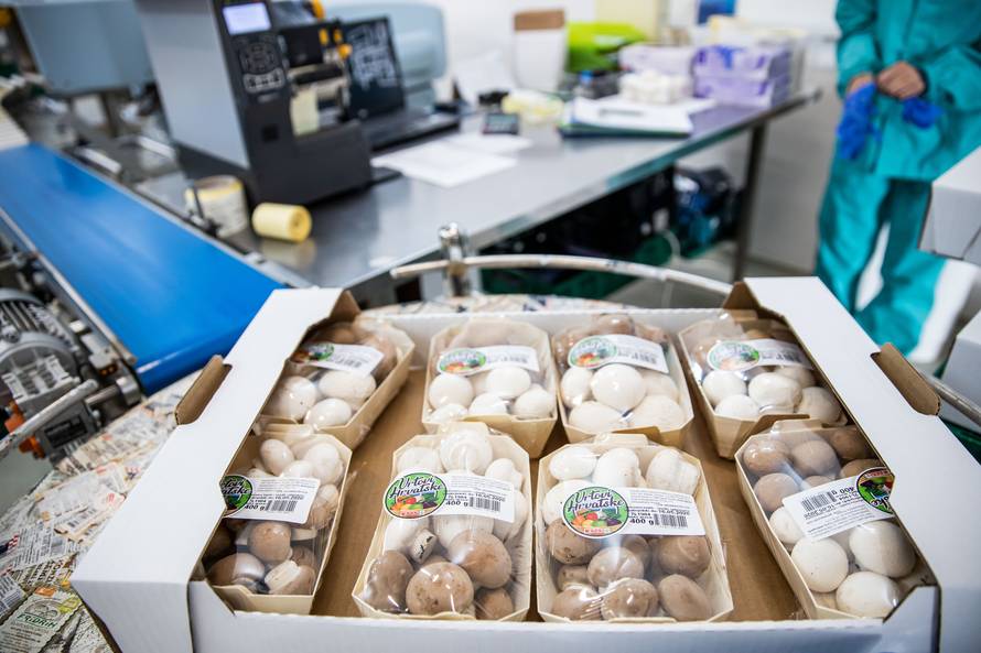 Izgradio je dva plastenika, a danas proizvodi 35 tona gljiva