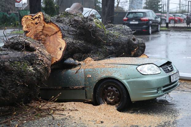 Zagreb: Nevrijeme srušilo stablo koje  je palo na automobil 