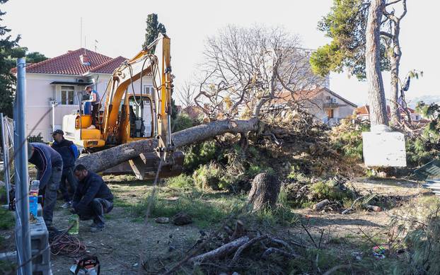 Split: Dogradonačelnik Ivošević priveden zbog pokušaja sprječavanja rušenja stabla