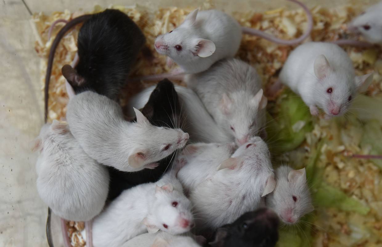 Dosad je 40 ljudi u Gorskom kotaru dobilo mišju  groznicu