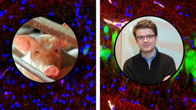 Mozak svinje vratili su u život nakon smrti: Mogu li i ljudski?