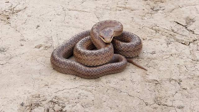 VIDEO Velika zmija prestrašila Slavonce, mislili da je riđovka: 'Počela je proizvoditi zvukove'