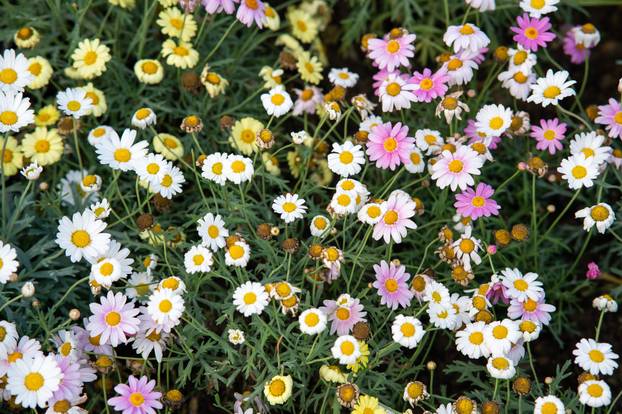 Zagreb: Brojni građani posjetili Floraart na Bundek