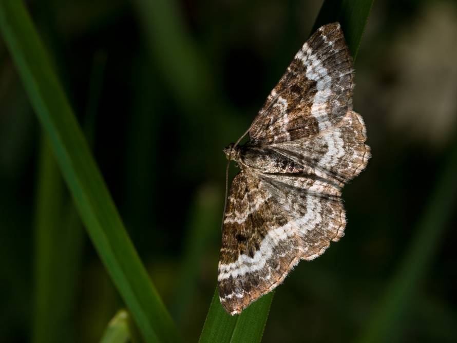 Moljci su ključni u oprašivanju bilja i cvijeća, a ne samo pčele