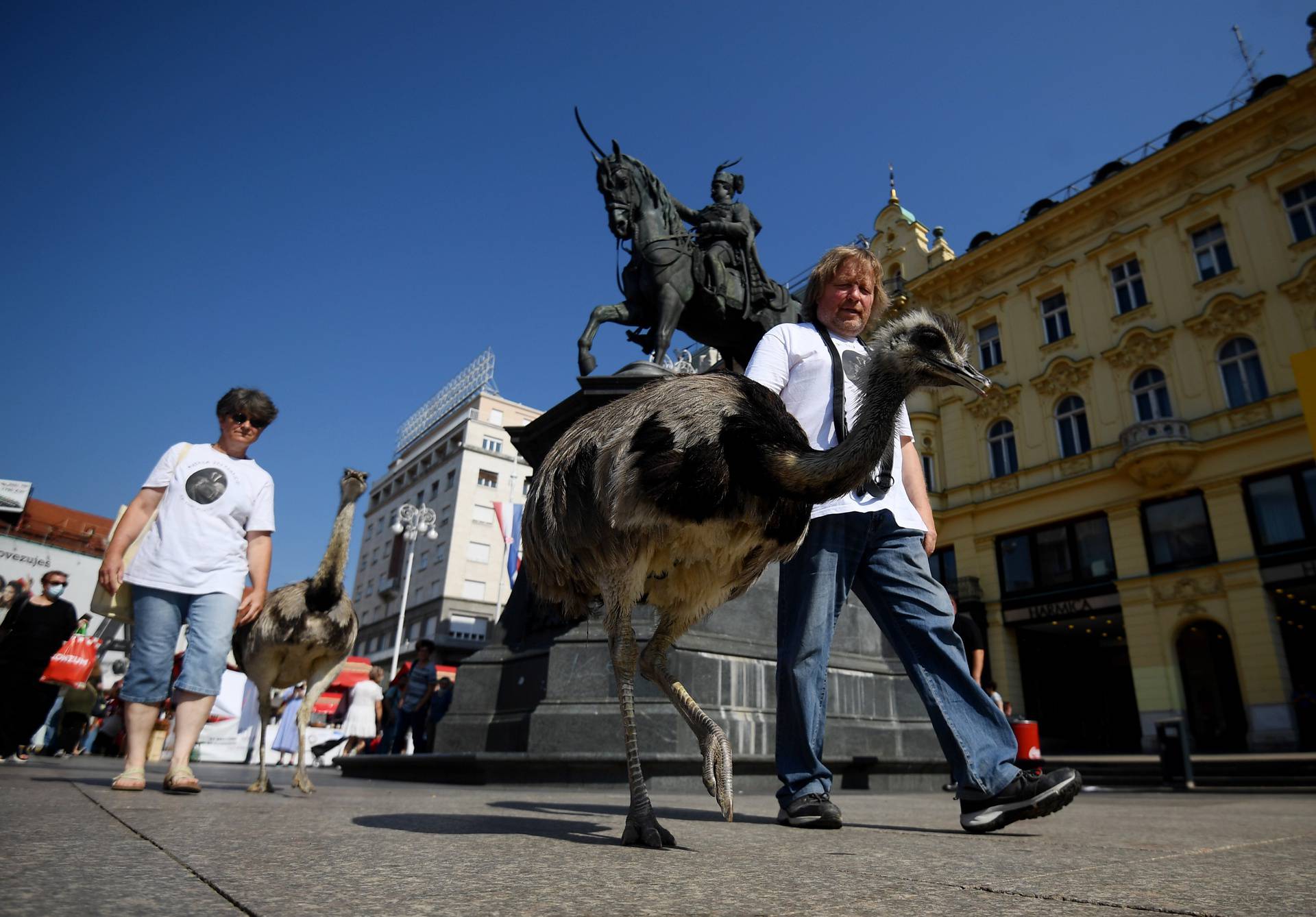 VIDEO Nojevi u Zagrebu slistili lubenicu na Dolcu: 'Neki šeću pse, mi šećemo Nandua i Ninu'
