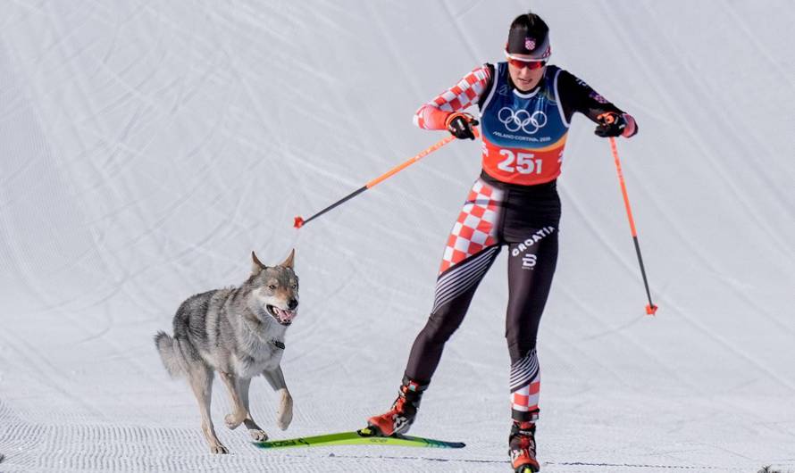 Val di Fiemme, Italy 20260218. A dog on the trail during the cross-country team sprint at Lago di Tesero during the Winter Olympics in Milano Cortina 2026. Photo: Terje Pedersen / NTB   This text is auto translated
