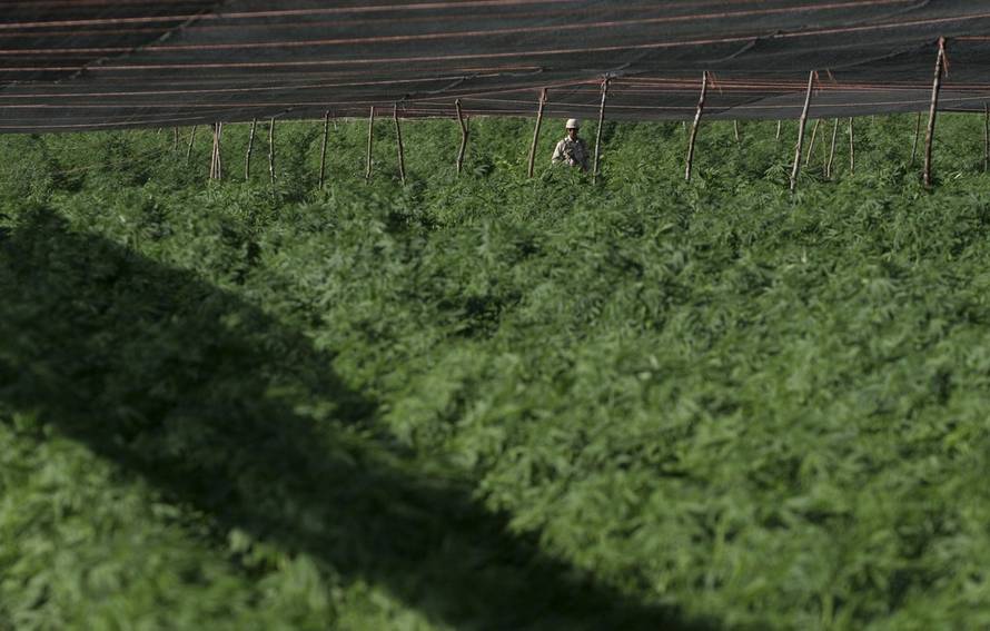REUTERS/PXL