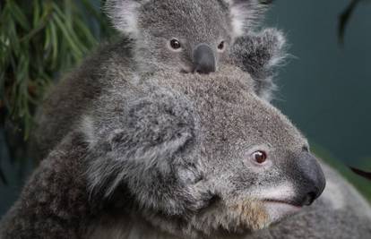 Mama koala s mladunčetom Boondom odmarala na drvetu