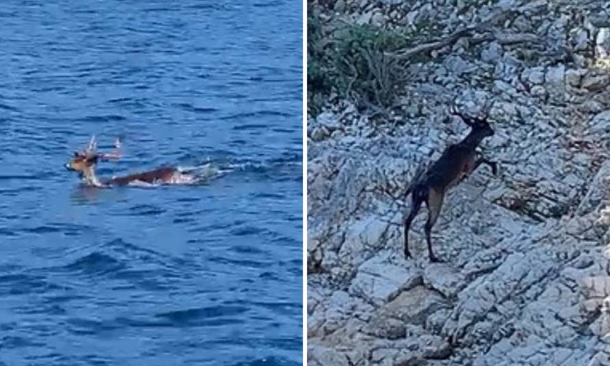 Jelen je plivao prema pučini, pa ga je 'pogurao' na obalu