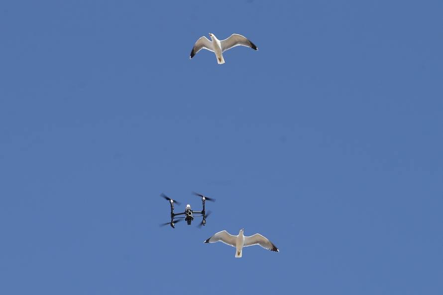 Split: Galebovi napali dron tijekom snimanja pjesme "Moj galebe" na koncertu Petra Graše