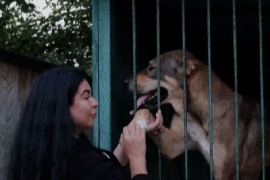 Psi u skloništu u Ukrajini