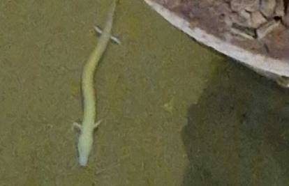 FOTO Čovječja ribica se vratila u istarsku Rašu prvi put nakon 40 godina: 'Ovo je izuzetan nalaz'