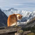 Mačka je s planinarima išla tri puta do vrha švicarske planine