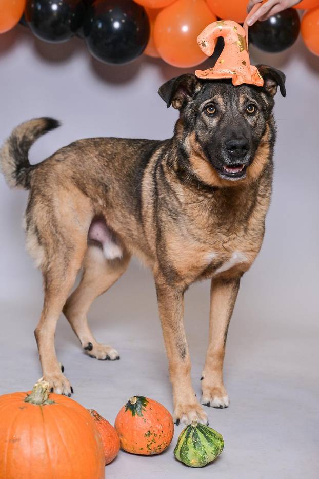 Sklonište u Dumovcu poziva na posebno jesensko udomljavanje pasa i mačaka