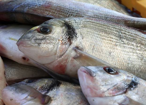 Šibenik: Ponuda ribe na šibenskoj ribarnici