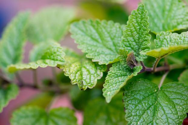 Lemon Balm Leaves 