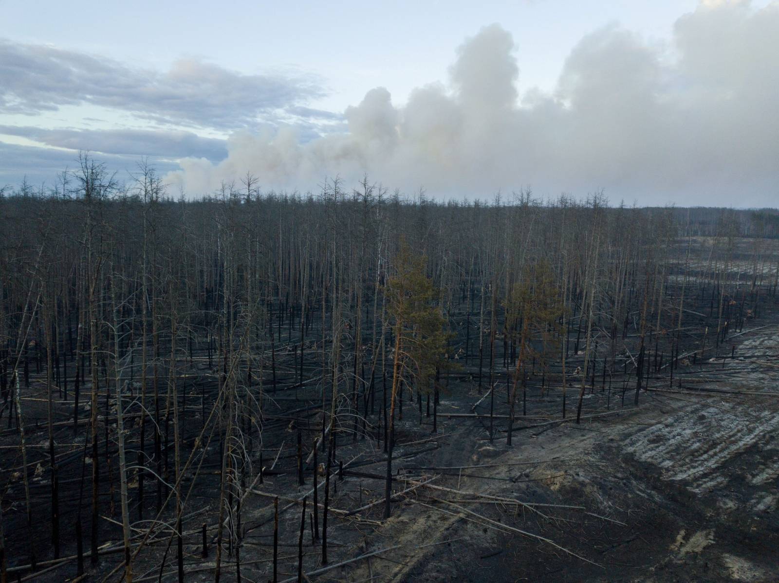 A view shows burnt trees and plants in Zhytomyr Region