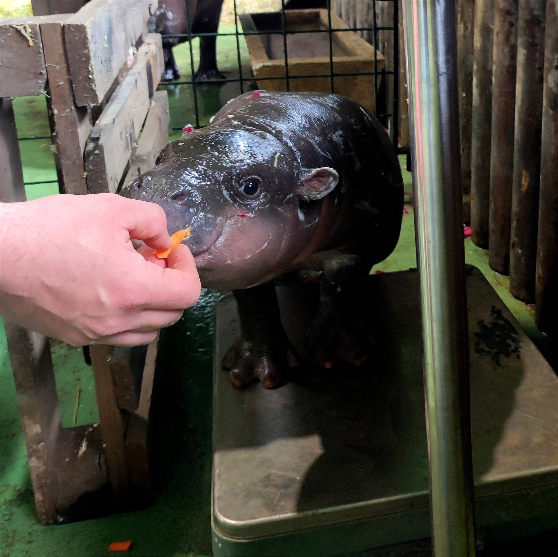 Vodenkonjica iz zagrebačkog ZOO-a sve je veća: Mala Lotta je prešla 30 kila, narast će do 300