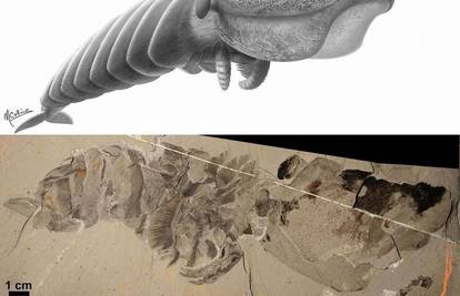 Slagalica od fosila otkrila je novo morsko čudovište