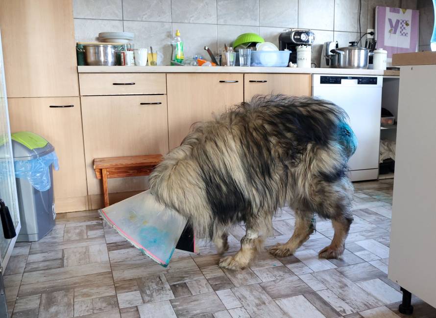 24sata Kistanje: Pas Shadow ranjen u borbi sa vukovima 