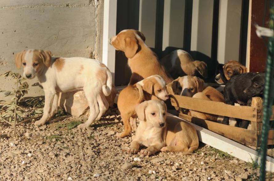 Hrvoje Jelavić/Pixsell