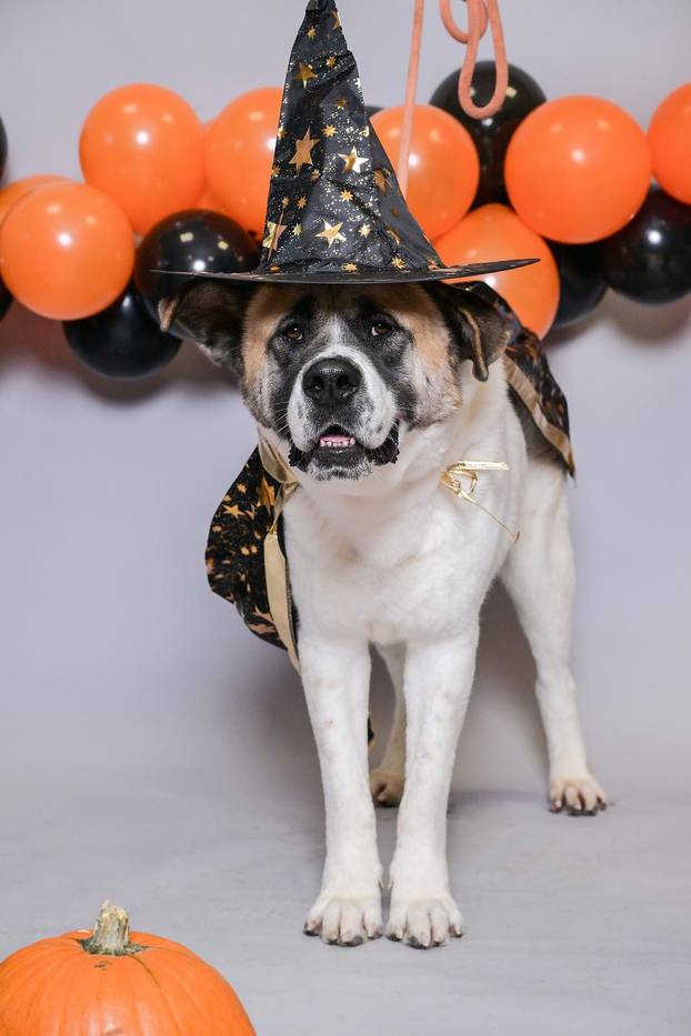 Sklonište u Dumovcu poziva na posebno jesensko udomljavanje pasa i mačaka