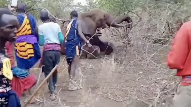 Uznemirujuća snimka iz Kenije: Seljaci ubili slona jer je krdo zgazilo dijete