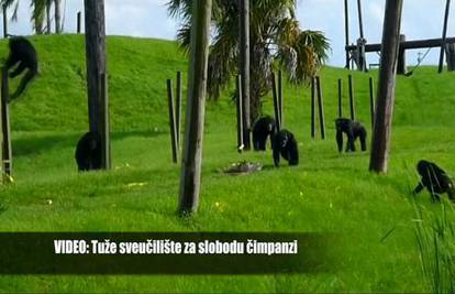 Bizarna parnica: Traže da sud čimpanze tretira kao osobe