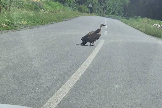 Bjeloglavi sup odmarao  u &Dstrok;akovu i &scaron;okirao &ccaron;itateljicu: 'Vozim cestom, a ispred mene...'