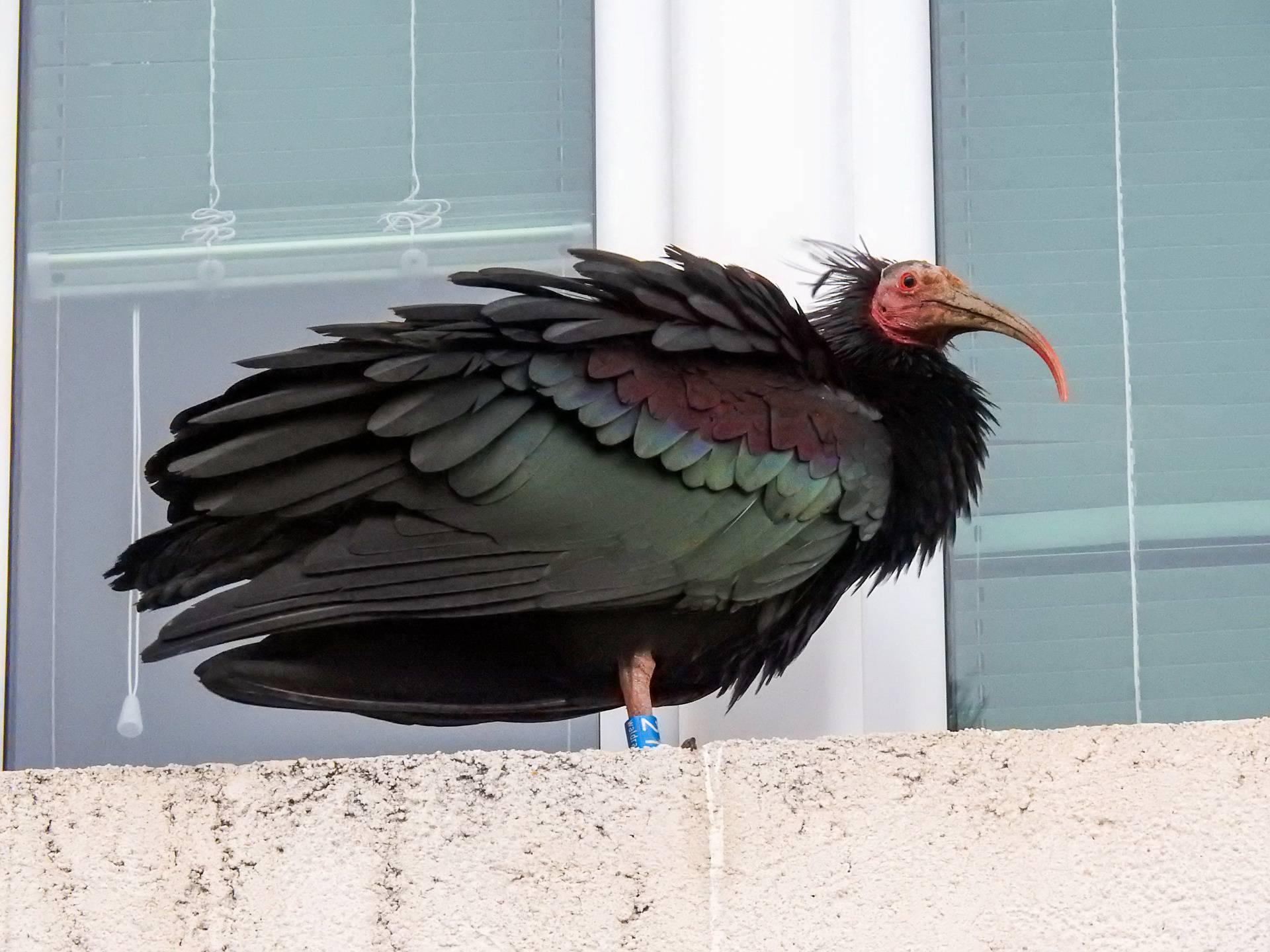 Izumrlu pticu u Europi koja je kratko boravila u Kominu našli mrtvu: 'Šokirani smo i žalosni'