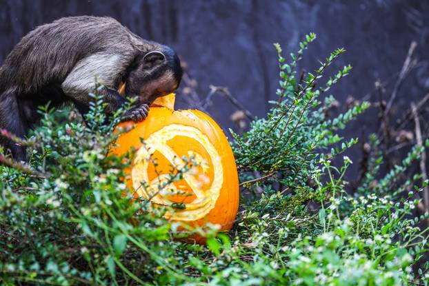 Zagreb: U Zoološkom vrtu organizirana podjela slasnih bundeva životinjama
