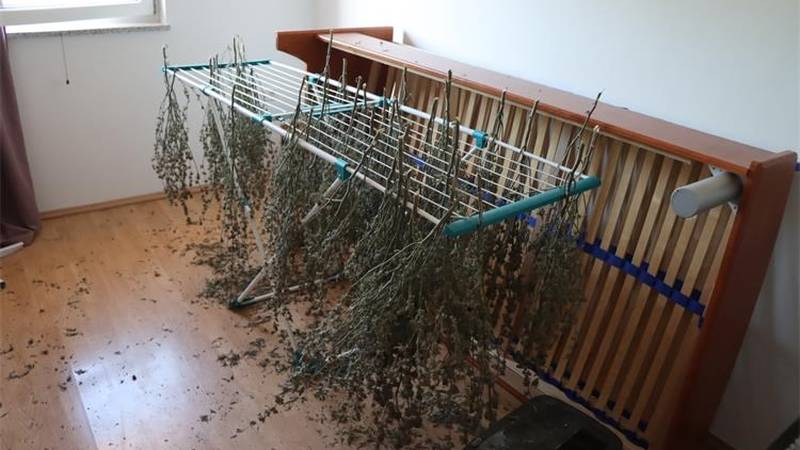 FOTO Diler iz Slovenije 'pao' u Umagu: Upali mu u stan i našli 4 kg marihuane i laboratorij