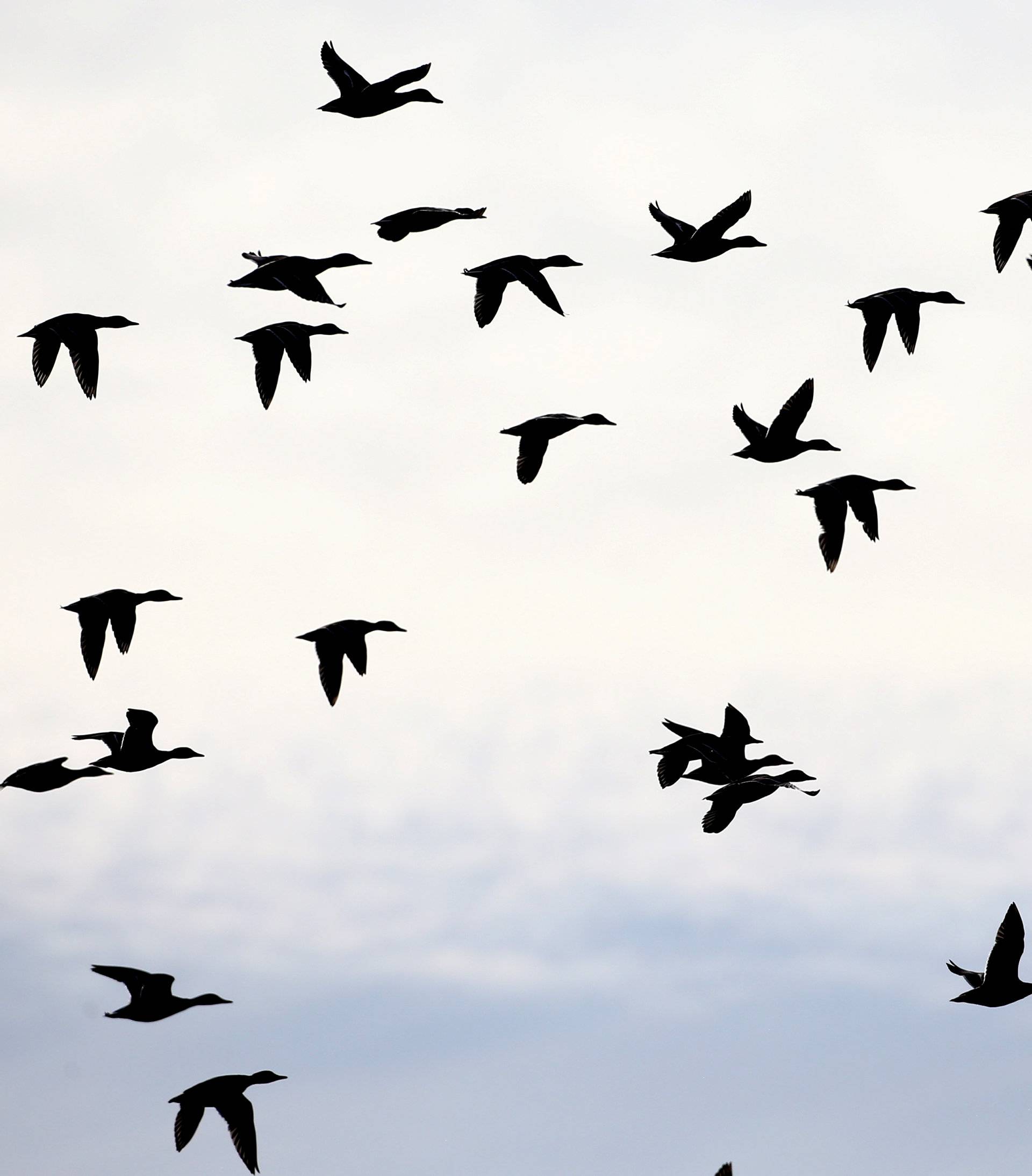 Ducks fly during a hunt in a field near the village of Novosyolki