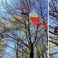 Kod Karlovca se popeo na drvo od 15 metara, ljudi zvali HGSS